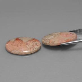 캐럿 천연 멀티컬러 화석 산호 보석, 타원형 컷, 24.2×18 mm, 불투명체