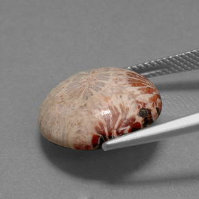 9.59캐럿 천연 다색 화석 산호, 라운드 컷, 불투명체