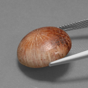 10.56캐럿 천연 다색 화석 산호, 라운드 컷, 불투명체