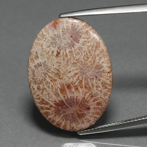 15.93캐럿 천연 멀티컬러 화석 산호, 타원형 컷, 25.2×18.7 mm, 불투명체