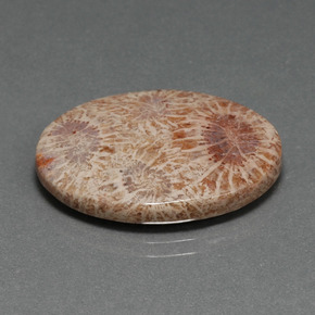15.93캐럿 천연 멀티컬러 화석 산호, 타원형 컷, 25.2×18.7 mm, 불투명체