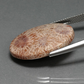 15.93캐럿 천연 멀티컬러 화석 산호, 타원형 컷, 25.2×18.7 mm, 불투명체