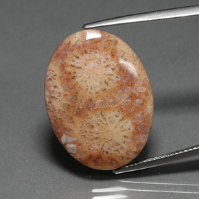 14.77캐럿 천연 멀티컬러 화석 산호, 타원형 컷, 24.7×18.6 mm, 불투명체