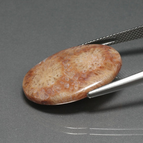 14.77캐럿 천연 멀티컬러 화석 산호, 타원형 컷, 24.7×18.6 mm, 불투명체