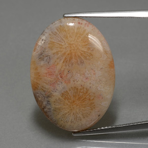 15.56캐럿 천연 멀티컬러 화석 산호, 타원형 컷, 24.9×18.5 mm, 불투명체