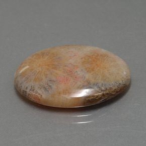 15.56캐럿 천연 멀티컬러 화석 산호, 타원형 컷, 24.9×18.5 mm, 불투명체
