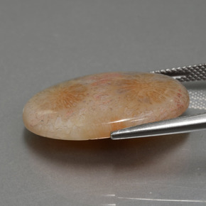 15.56캐럿 천연 멀티컬러 화석 산호, 타원형 컷, 24.9×18.5 mm, 불투명체