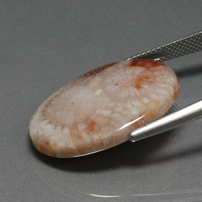16.17캐럿 천연 다색 화석 산호, 타원형 컷, 불투명체
