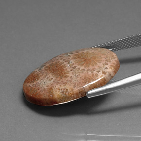 16.75캐럿 천연 다색 화석 산호, 타원형 컷, 불투명체