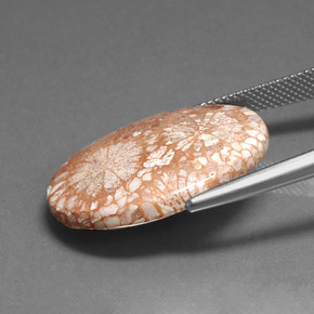 16.71캐럿 천연 다색 화석 산호, 타원형 컷, 불투명체