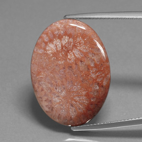 15.96캐럿 천연 멀티컬러 화석 산호, 타원형 컷, 24.9×18.5 mm, 불투명체