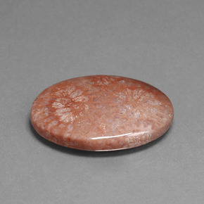 15.96캐럿 천연 멀티컬러 화석 산호, 타원형 컷, 24.9×18.5 mm, 불투명체