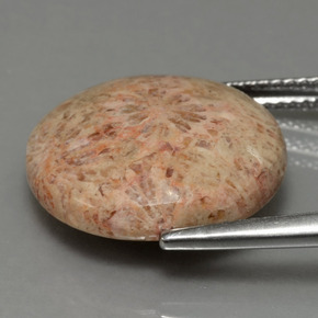 10.23캐럿 천연 다색 화석 산호, 라운드 컷, 불투명체