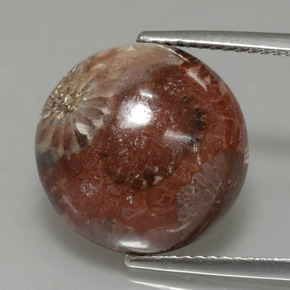8.69캐럿 천연 멀티컬러 화석 산호, 라운드 컷, 14.36 mm, 불투명체