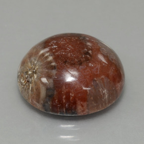 8.69캐럿 천연 멀티컬러 화석 산호, 라운드 컷, 14.36 mm, 불투명체