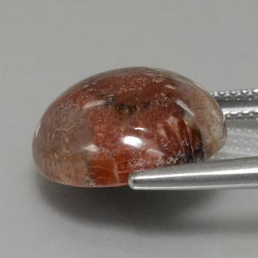 8.69캐럿 천연 멀티컬러 화석 산호, 라운드 컷, 14.36 mm, 불투명체