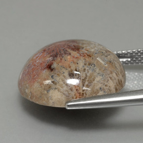 14.40캐럿 천연 다색 화석 산호, 라운드 컷, 불투명체