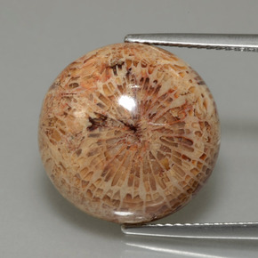 13.26캐럿 천연 다색 화석 산호, 라운드 컷, 불투명체