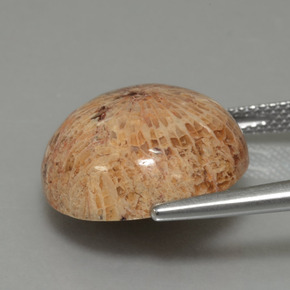 13.26캐럿 천연 다색 화석 산호, 라운드 컷, 불투명체