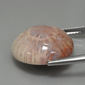 12.48캐럿 천연 다색 화석 산호, 라운드 컷, 불투명체