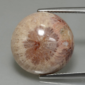 13.91캐럿 천연 멀티컬러 화석 산호, 라운드 컷, 16.68 mm, 불투명체