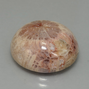13.91캐럿 천연 멀티컬러 화석 산호, 라운드 컷, 16.68 mm, 불투명체