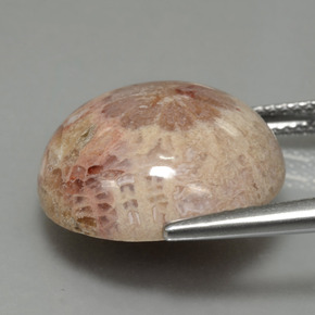 13.91캐럿 천연 멀티컬러 화석 산호, 라운드 컷, 16.68 mm, 불투명체