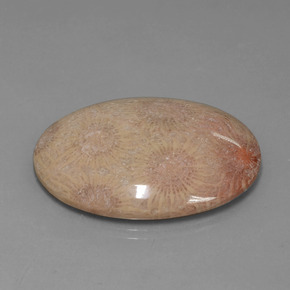 56.57캐럿 천연 다색 화석 산호, 타원형 컷, 불투명체