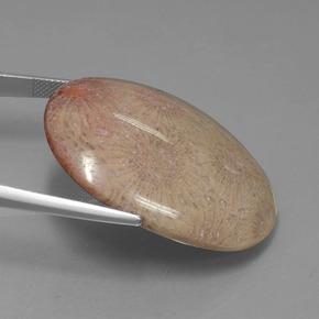 56.57캐럿 천연 다색 화석 산호, 타원형 컷, 불투명체