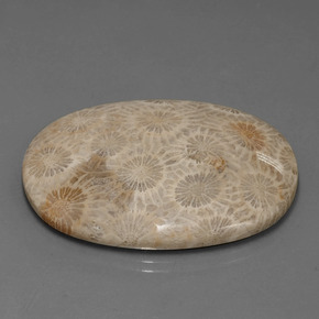 49.51캐럿 천연 다색 화석 산호, 타원형 컷, 불투명체