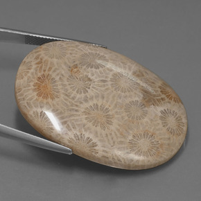 49.51캐럿 천연 다색 화석 산호, 타원형 컷, 불투명체