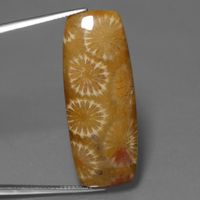 25.14캐럿 천연 다색 화석 산호, 쿠션 컷, 불투명체