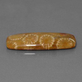 25.14캐럿 천연 다색 화석 산호, 쿠션 컷, 불투명체