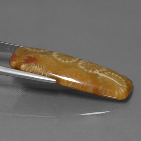 25.14캐럿 천연 다색 화석 산호, 쿠션 컷, 불투명체