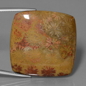 46.89캐럿 천연 다색 화석 산호, 쿠션 컷, 불투명체