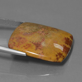 46.89캐럿 천연 다색 화석 산호, 쿠션 컷, 불투명체