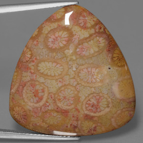 28.95캐럿 천연 멀티컬러 화석 산호, 트릴리언, 28.6×27.4 mm, 불투명체