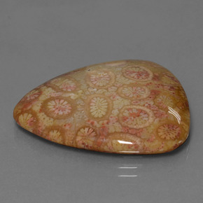 28.95캐럿 천연 멀티컬러 화석 산호, 트릴리언, 28.6×27.4 mm, 불투명체