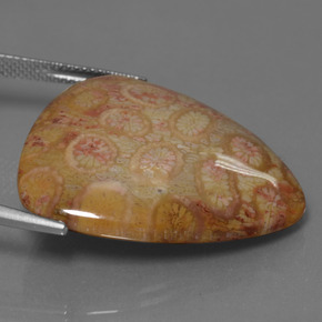 28.95캐럿 천연 멀티컬러 화석 산호, 트릴리언, 28.6×27.4 mm, 불투명체