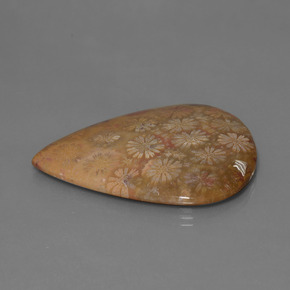 53.96캐럿 천연 다색 화석 산호, 배 모양, 불투명체