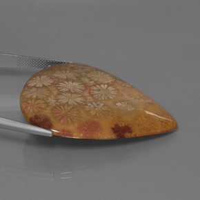 53.96캐럿 천연 다색 화석 산호, 배 모양, 불투명체