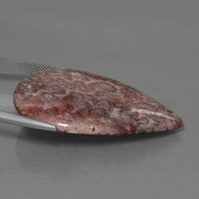 65.56캐럿 천연 멀티컬러 화석 산호, 배 모양, 46.5×33.7 mm, 불투명체