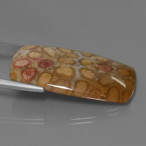 45.68캐럿 천연 다색 화석 산호, 쿠션 컷, 불투명체