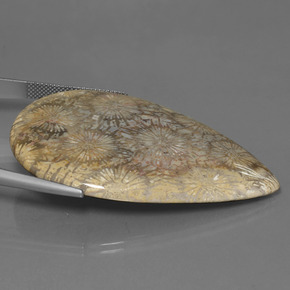 70.58캐럿 천연 다색 화석 산호, 배 모양, 불투명체