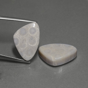 캐럿 천연 다색 화석 산호 보석, 일조, 불투명체