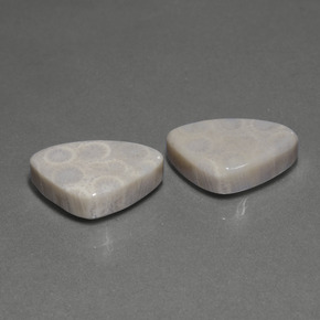 캐럿 천연 다색 화석 산호 보석, 일조, 불투명체