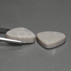 캐럿 천연 다색 화석 산호 보석, 일조, 불투명체