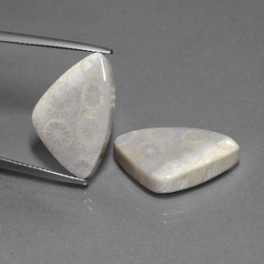 21.39캐럿 천연 멀티컬러 화석 산호 보석, 트릴리언, 20.9×13.3 mm, 불투명체
