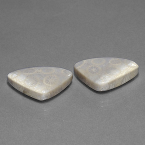 21.39캐럿 천연 멀티컬러 화석 산호 보석, 트릴리언, 20.9×13.3 mm, 불투명체