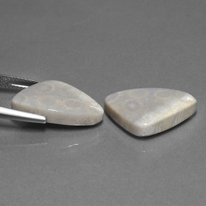 21.39캐럿 천연 멀티컬러 화석 산호 보석, 트릴리언, 20.9×13.3 mm, 불투명체